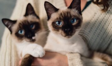 PMA realiza castração de 62 gatos no Centro de Controle de Zoonoses