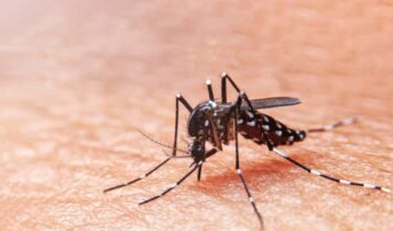 Aedes aegypti: oito cidades de SE estão com alto risco de infestação
