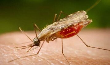 Idoso é diagnosticado com malária em Nossa Senhora do Socorro