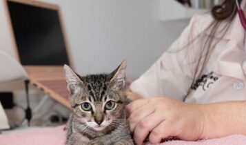 Produtos de limpeza podem causar alergias em gatos