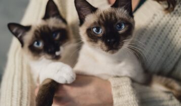 Terapias complementares ganham espaço entre os tratamentos para gatos