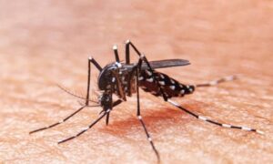 Sergipe registra mais de quatro mil casos de Dengue em 2022