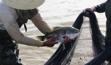 Senar SE oferta cursos nas áreas de suínos, equinos e aquicultura