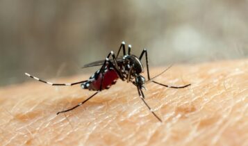 Sergipe receberá 56 mil doses da vacina contra a dengue