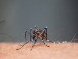 SE recebe R$ 3,6 mi para assistência farmacêutica no combate à dengue