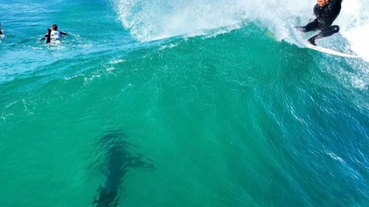 Com Circuito Mundial em ‘dia de folga’, tubarão aparece em J-Bay e assusta surfistas; assista