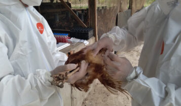 Emdagro proíbe eventos com aglomeração de aves em Sergipe