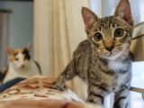 Gatos também devem ir regularmente ao veterinário, diz especialista