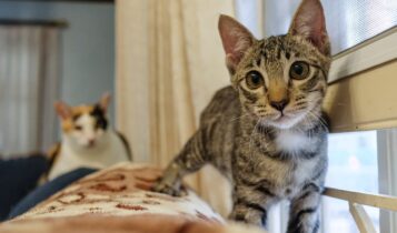Gatos também devem ir regularmente ao veterinário, diz especialista